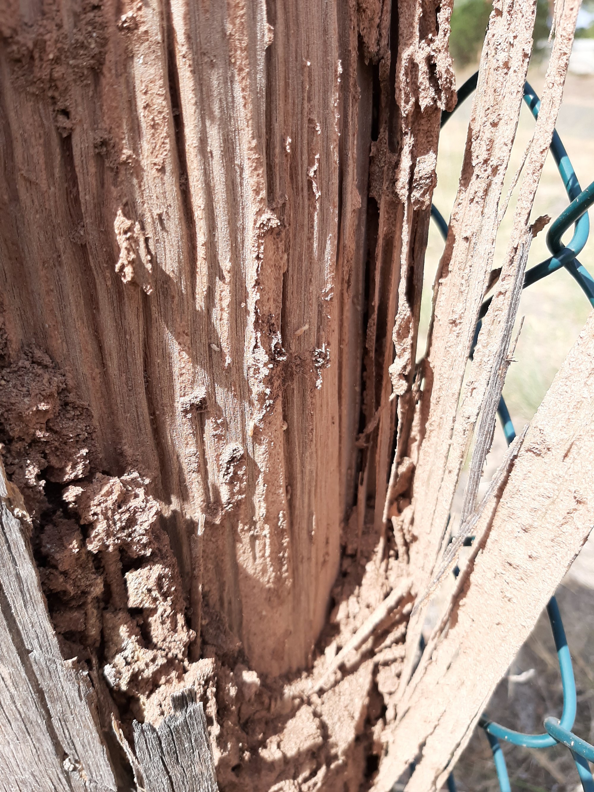 Termite defect example