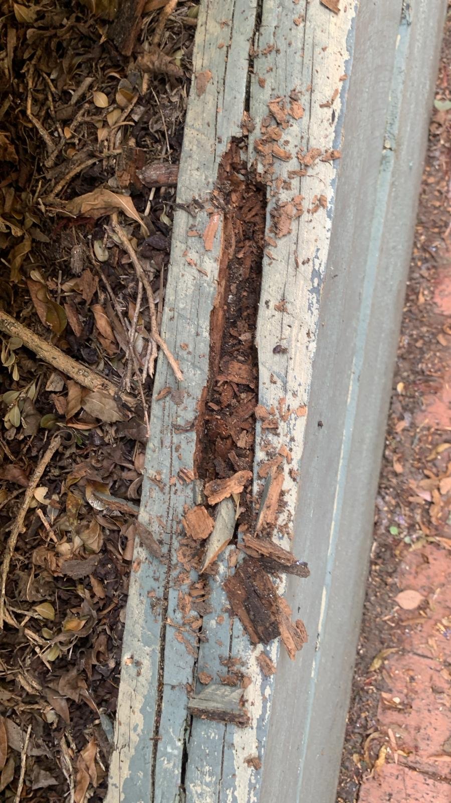 Frame Inspection (On Stumps) on site