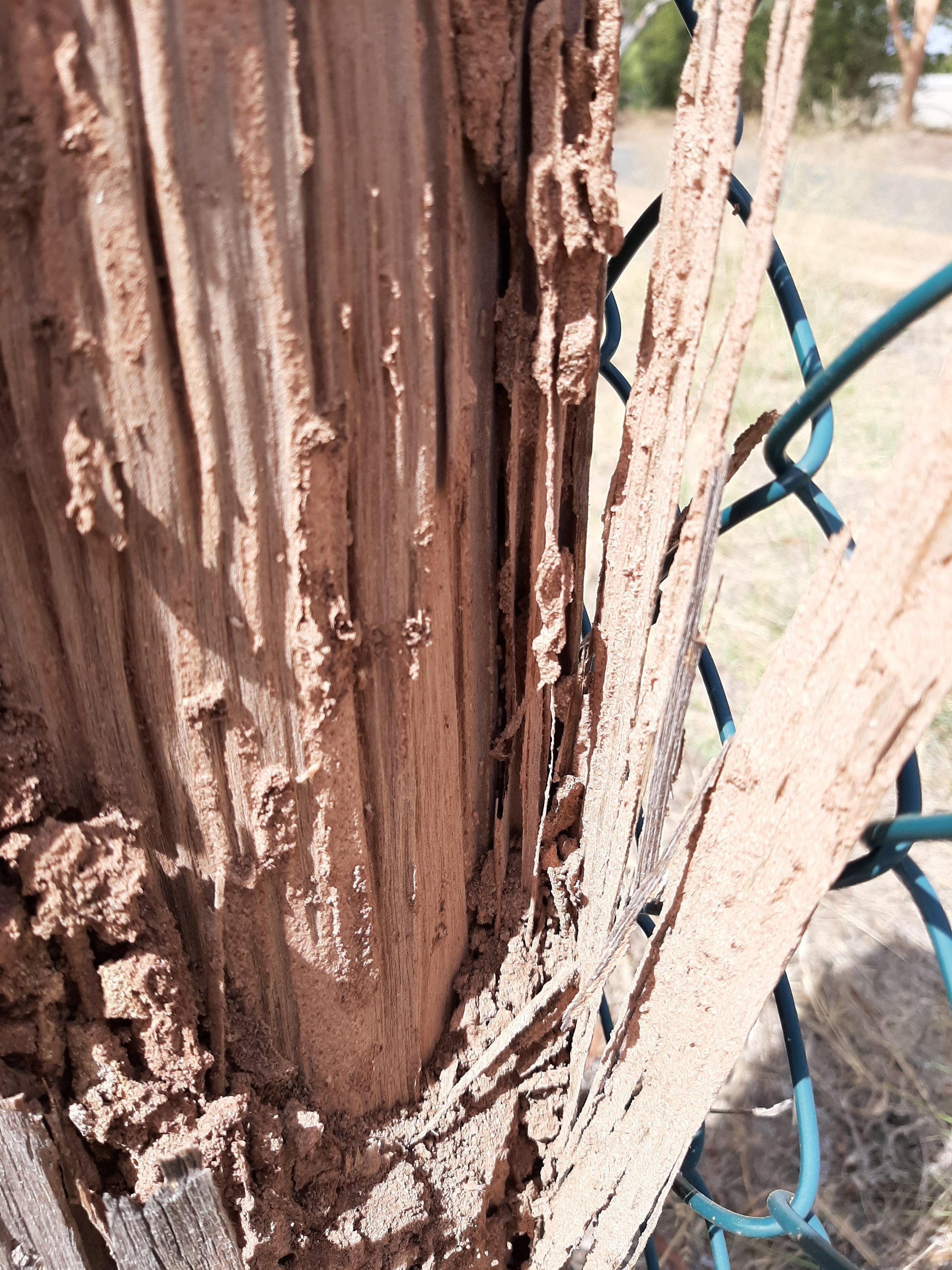 Pre-Purchase Timber Pest Inspection on site in Bedford