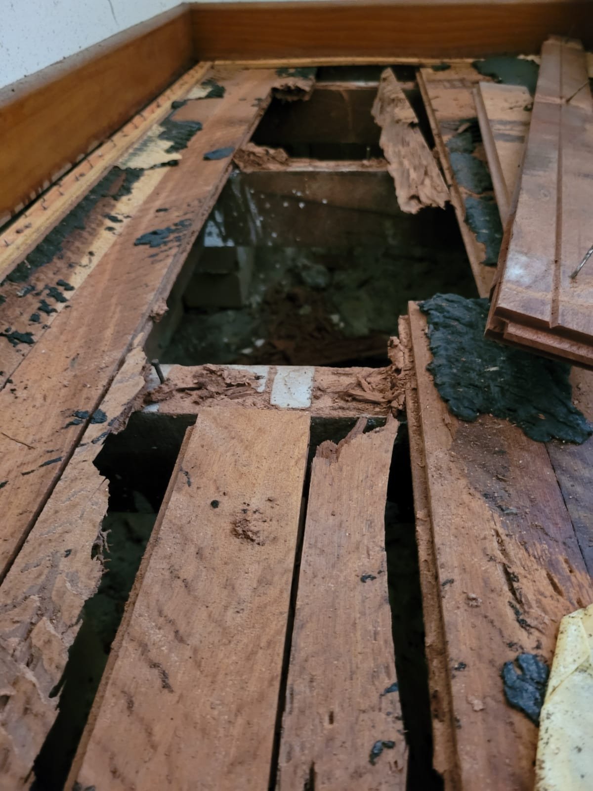 Timber Pest Inspection on site