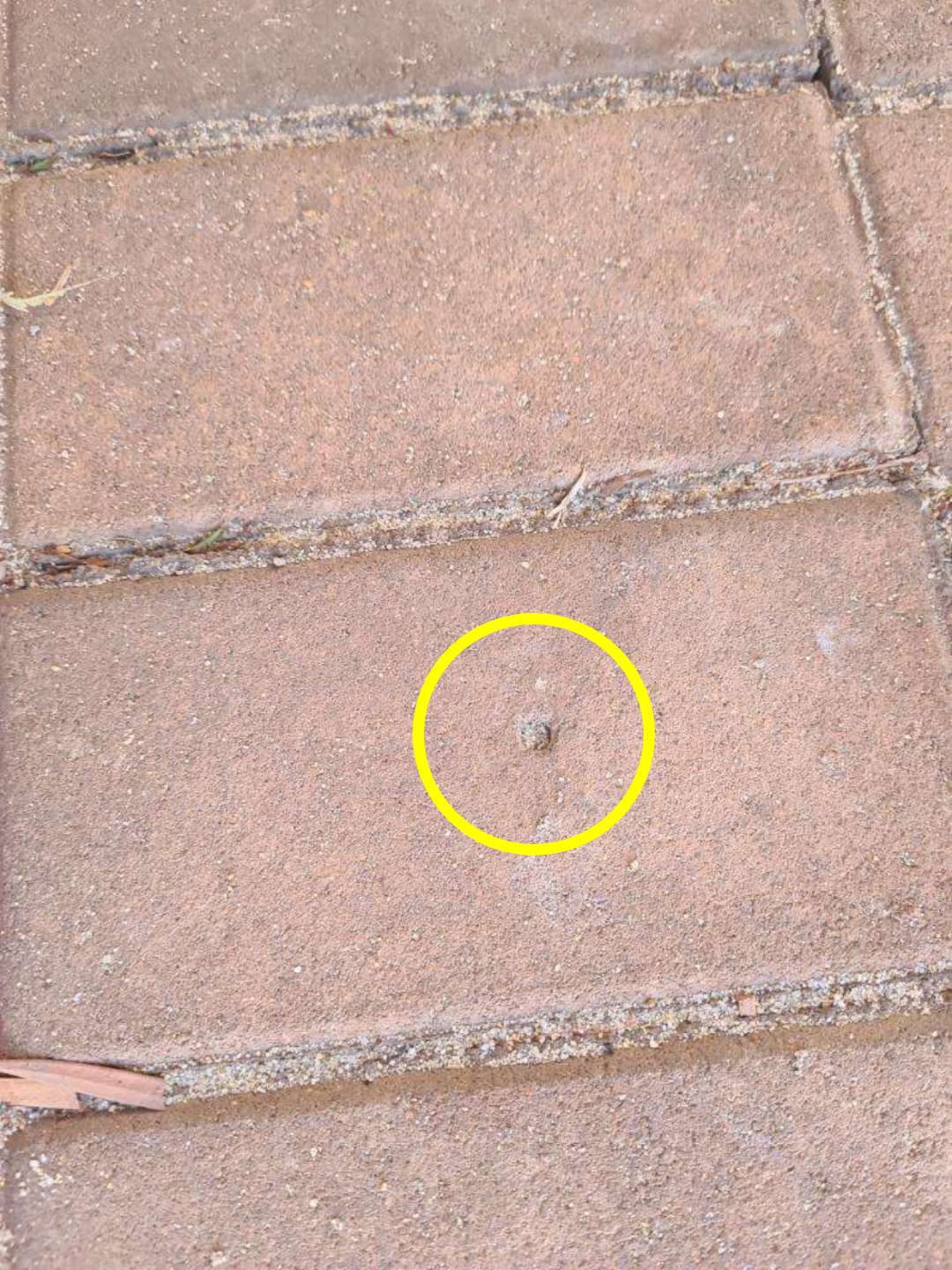 Outdated Termite Treatment Barrier — real termite defect photographed in a SURE Building Inspections report