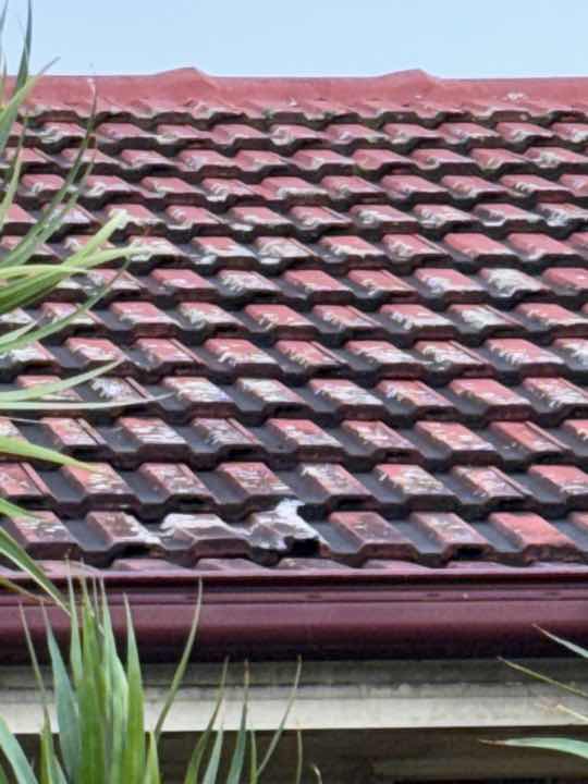 Inaccessible Roof Space Top Plates — real termite defect photographed in a SURE Building Inspections report