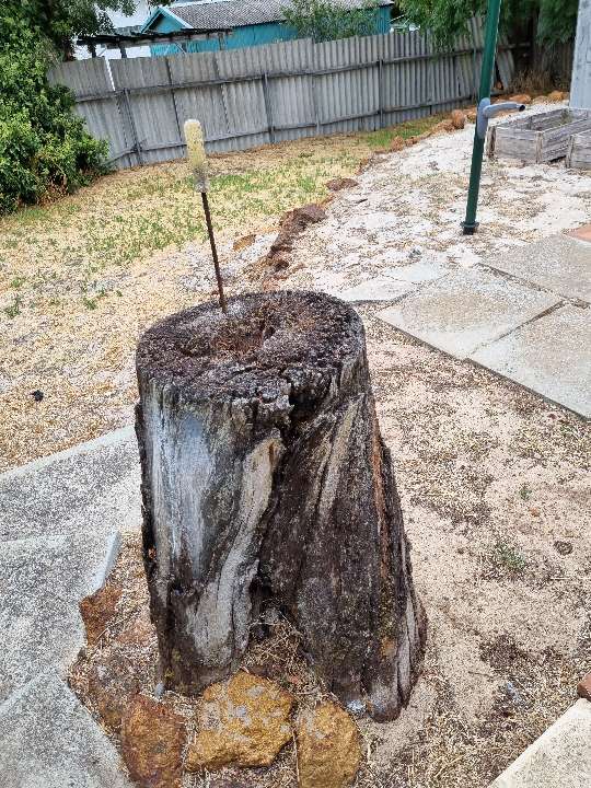 Termite Damage in Tree Stump — real termite defect photographed in a SURE Building Inspections report