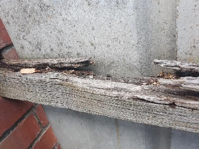 Widespread Timber Fungal Decay (Rot) — real termite defect photographed in a SURE Building Inspections report