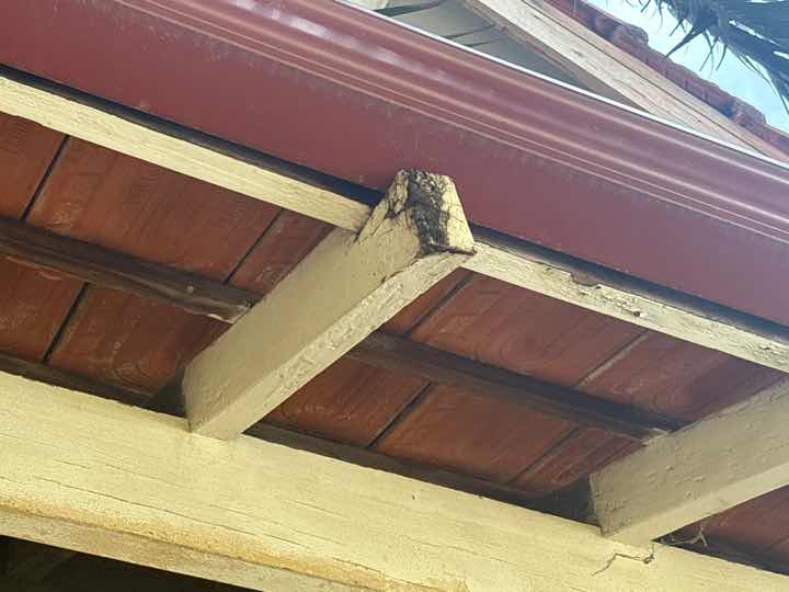 Fungi Decay (Rot) in Timber Sleepers — real termite defect photographed in a SURE Building Inspections report