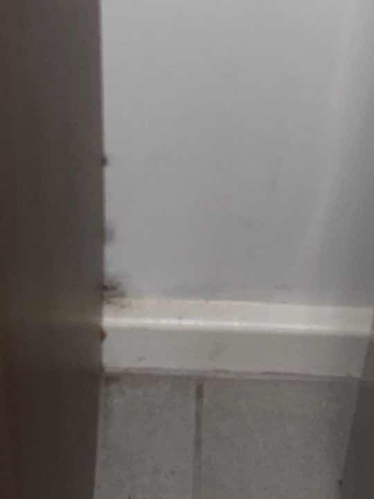 Mould on Wall — real moisture defect photographed in a SURE Building Inspections report