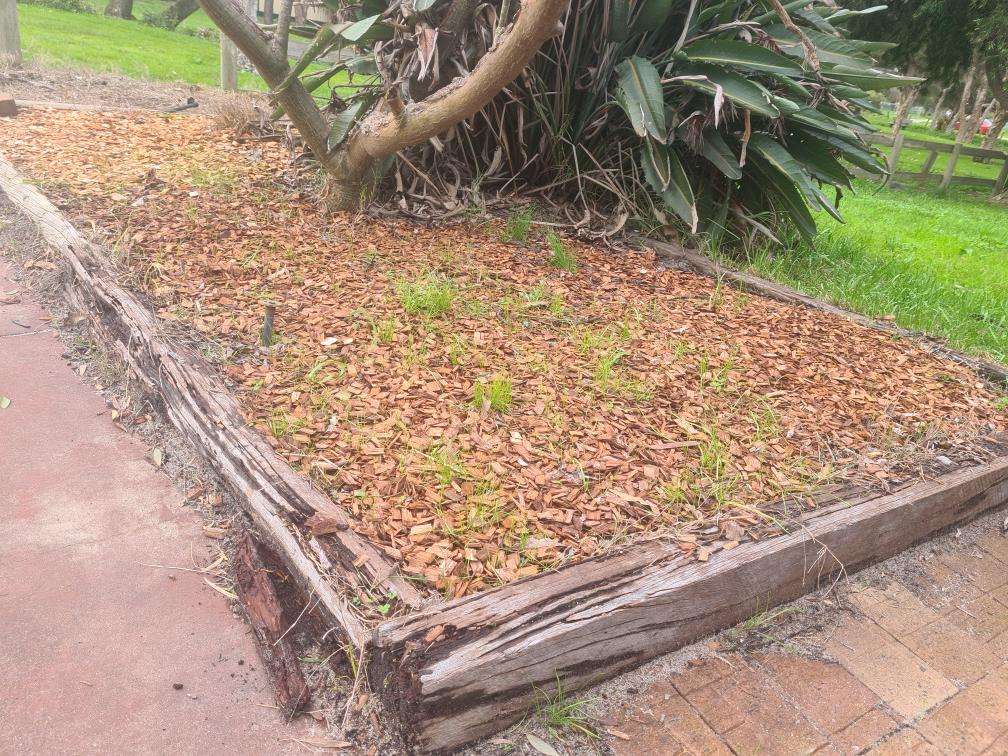 Tree Stumps on Site — real termite defect photographed in a SURE Building Inspections report