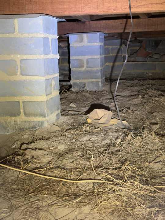 Subfloor Debris and Material Accumulation — real termite defect photographed in a SURE Building Inspections report