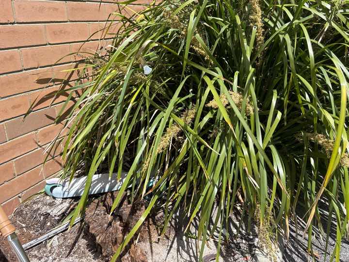 Mulch and Garden Beds Against Building Termite Conducive — real termite defect photographed in a SURE Building Inspections report