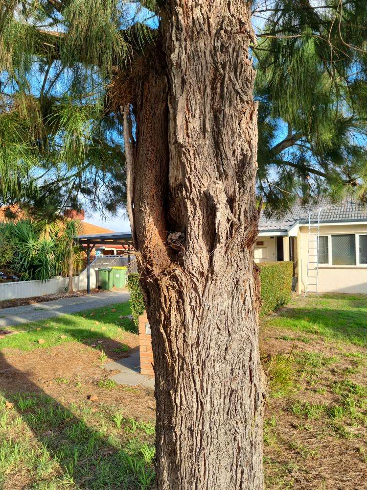 Undetermined Species Borer Damage — real termite defect photographed in a SURE Building Inspections report