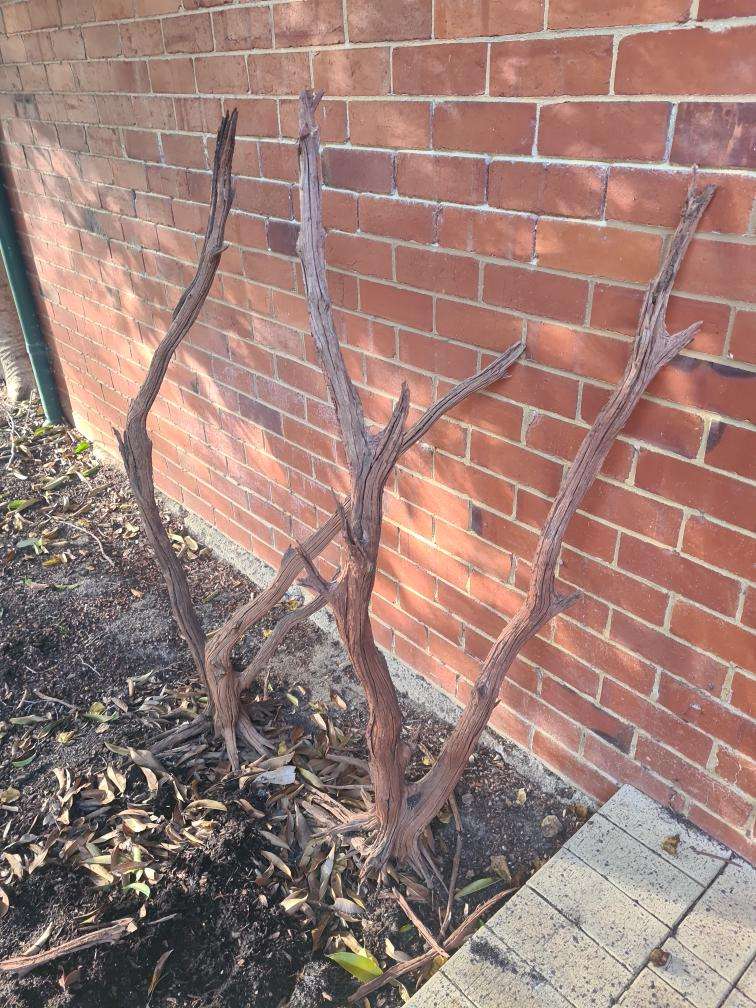 Termite Damage in Tree Stump — real termite defect photographed in a SURE Building Inspections report