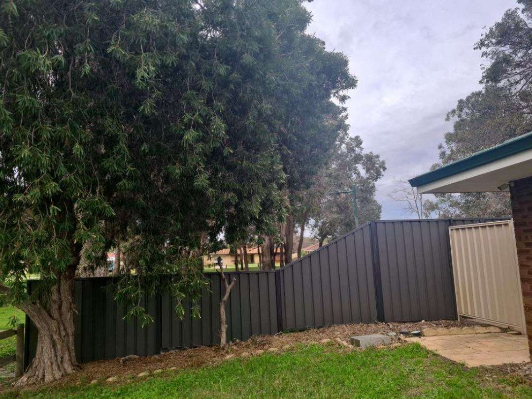 Trees Close to Home — real termite defect photographed in a SURE Building Inspections report