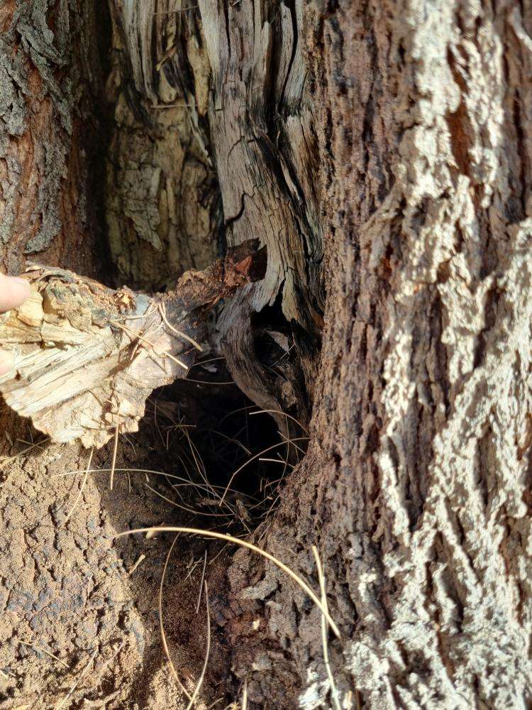 Undetermined Species Borer Damage — real termite defect photographed in a SURE Building Inspections report