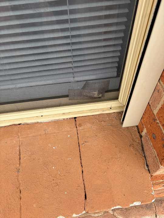 Absence of Termite Management Plan Notice — real termite defect photographed in a SURE Building Inspections report
