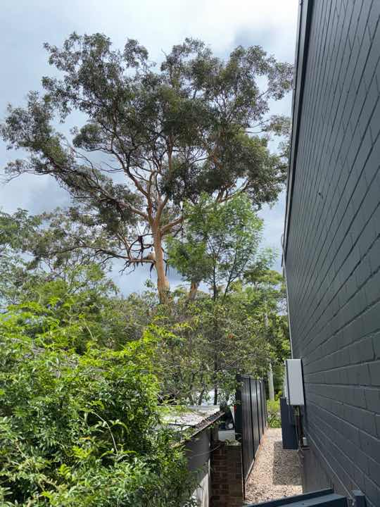 Mulch and Garden Beds Against Building Termite Conducive — real termite defect photographed in a SURE Building Inspections report