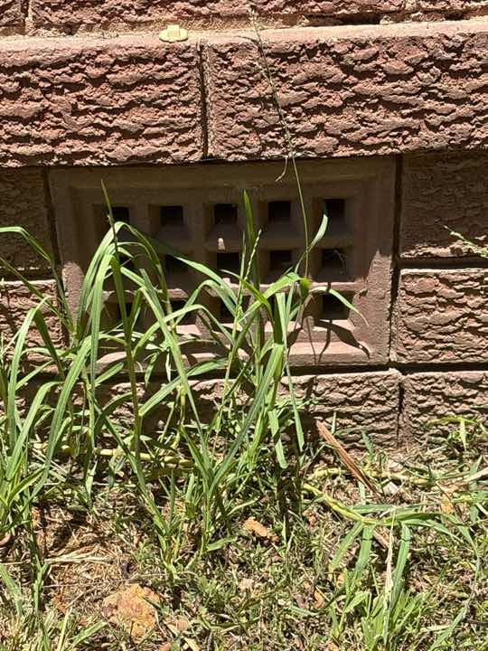 Undetermined Termite Shield Condition (Sub-Floor Inaccessible) — real termite defect photographed in a SURE Building Inspections report