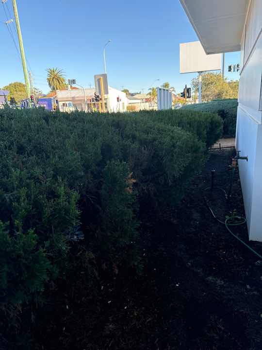 Mulch and Garden Beds Against Building Termite Conducive — real termite defect photographed in a SURE Building Inspections report
