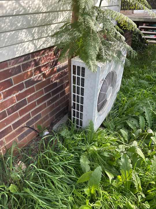 Trees Close to Home — real termite defect photographed in a SURE Building Inspections report