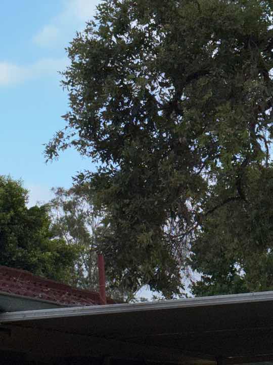 Mulch and Garden Beds Against Building Termite Conducive — real termite defect photographed in a SURE Building Inspections report