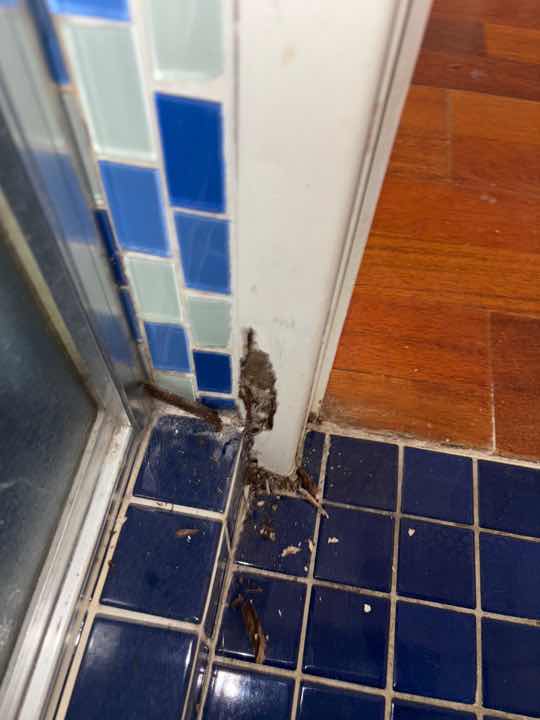 Absence of Termite Durable Notice — real termite defect photographed in a SURE Building Inspections report