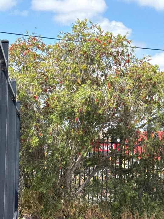 Mulch and Garden Beds Against Building Termite Conducive — real termite defect photographed in a SURE Building Inspections report