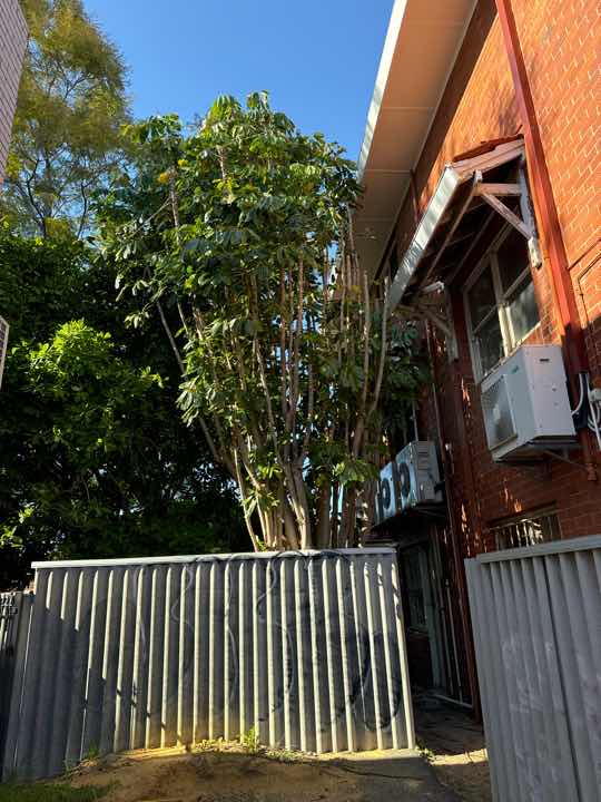 Timber Fungal Decay Around Home (Conducive Condition) — real termite defect photographed in a SURE Building Inspections report