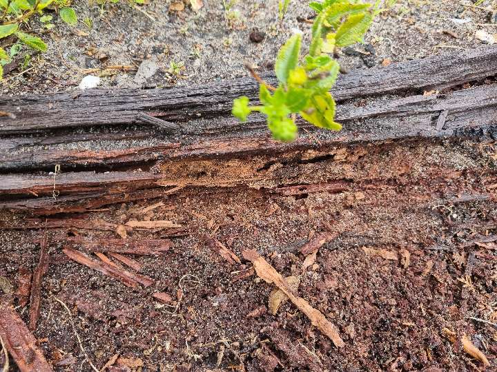 Termite Damage in Tree Stump — real termite defect photographed in a SURE Building Inspections report