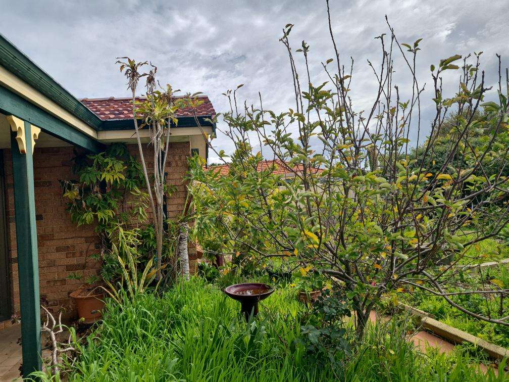 Mulch and Garden Beds Against Building Termite Conducive — real termite defect photographed in a SURE Building Inspections report