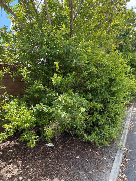 Mulch and Garden Beds Against Building Termite Conducive — real termite defect photographed in a SURE Building Inspections report