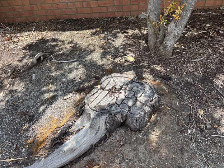 Mulch and Garden Beds Against Building Termite Conducive — real termite defect photographed in a SURE Building Inspections report