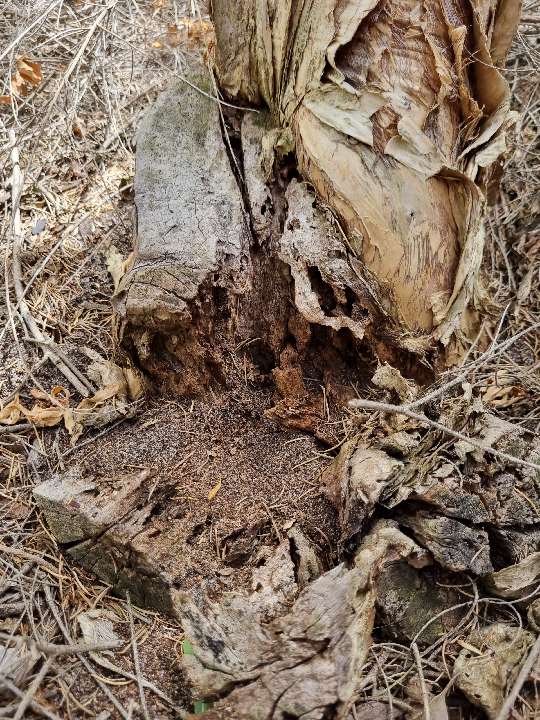 Active Subterranean Termite Infestation — real termite defect photographed in a SURE Building Inspections report